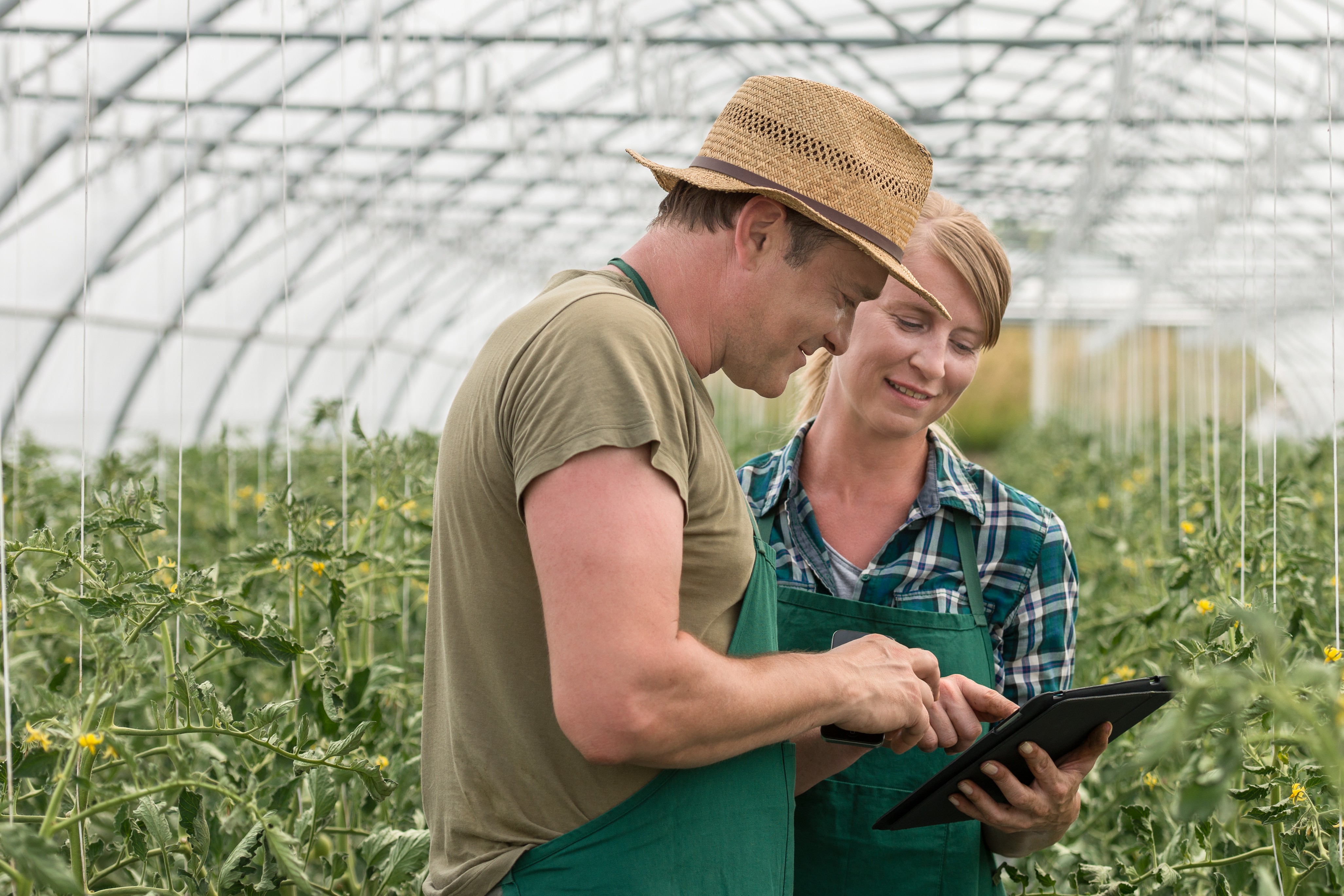 People working in a greenhouse looking at a digital device
